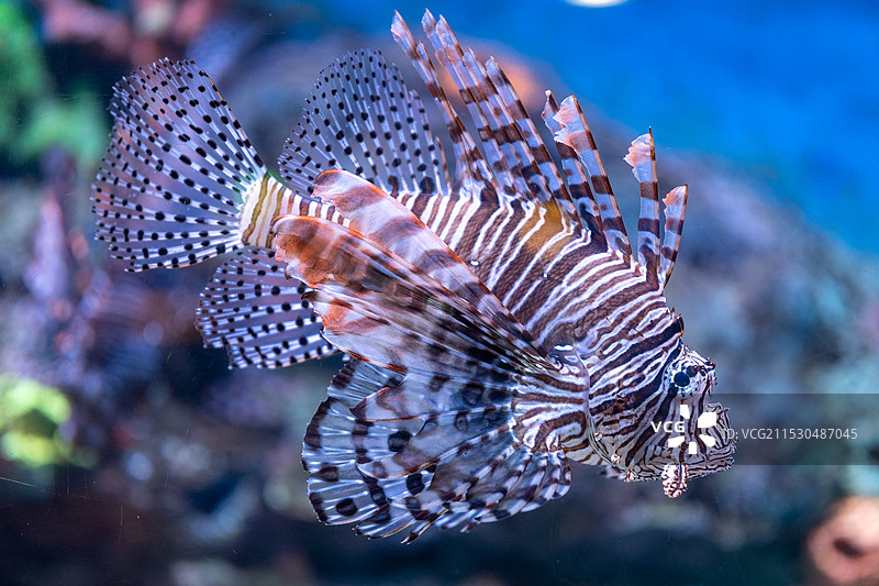 临沂海洋世界主题公园鱼类图片素材