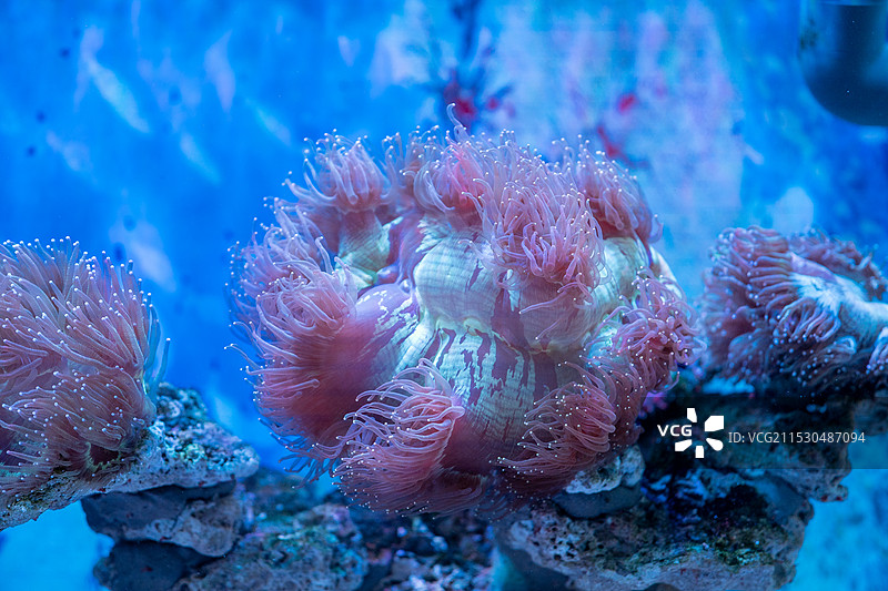 临沂海洋世界主题公园鱼类图片素材