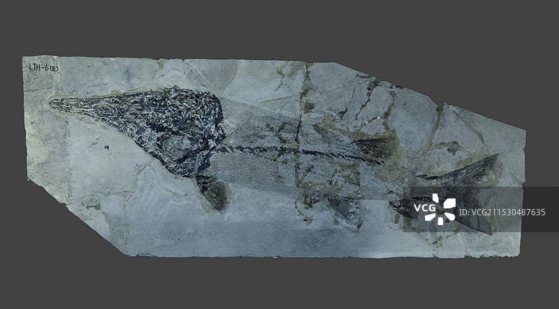 安徽省地质博物馆生命演化厅：刘氏原白鲟（早白垩世时代，辽宁建昌产）图片素材