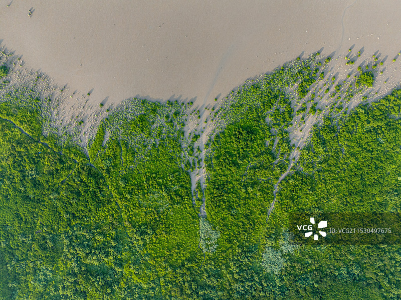 深圳福田红树林图片素材