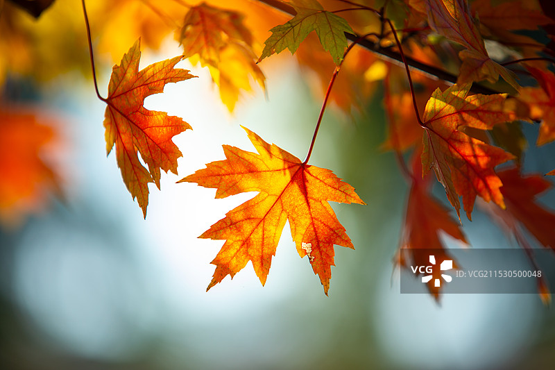 秋天泛黄的枫叶特写图片素材