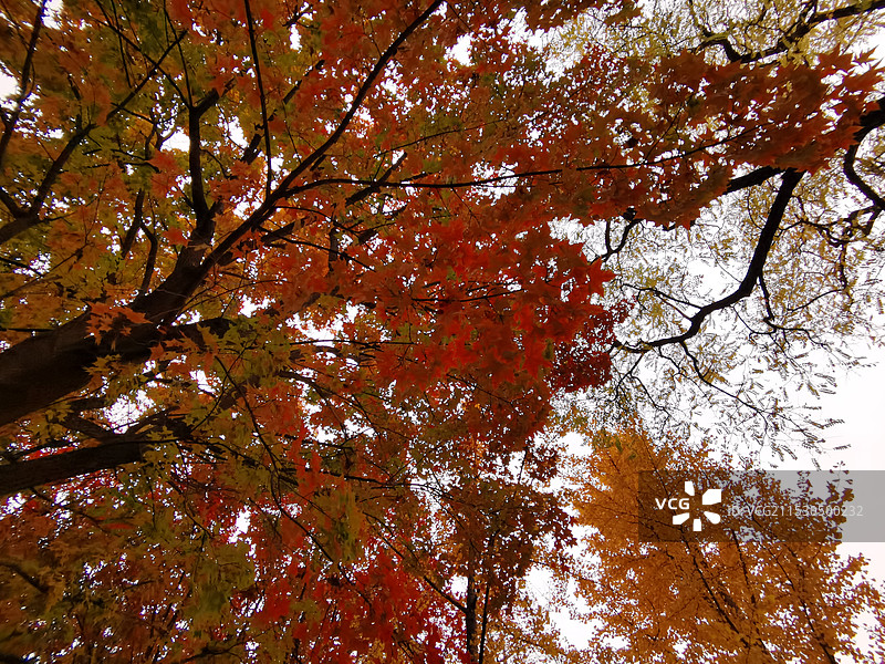 光影魅力，北京明城墙遗址的初冬景色，元宝槭、银杏树和洋槐树枝叶交错五彩斑斓图片素材