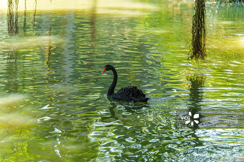 南宁人民公园荫生植物园湖里黑天鹅图片素材