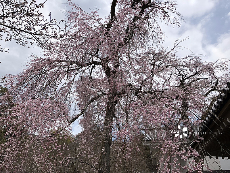 日本京都醍醐寺图片素材