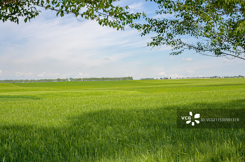 广阔田野的绿色希望图片素材