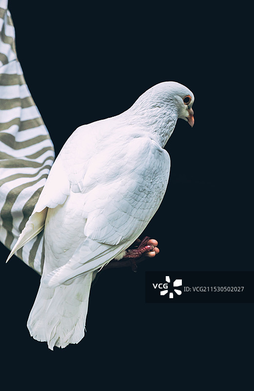 杭州吴山风景区黑色背景下停在手中的和平鸽白鸽鸟的特写镜头图片素材