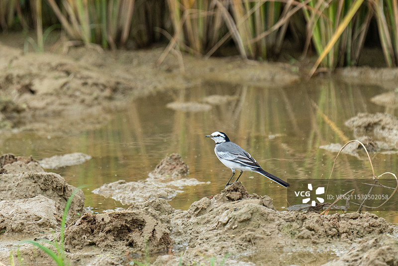 白鹡鸰 灰背眼纹亚种  白面鸟 白颠儿 马兰花儿 鹡鸰科鹡鸰属 冬候鸟 三有保护动物图片素材