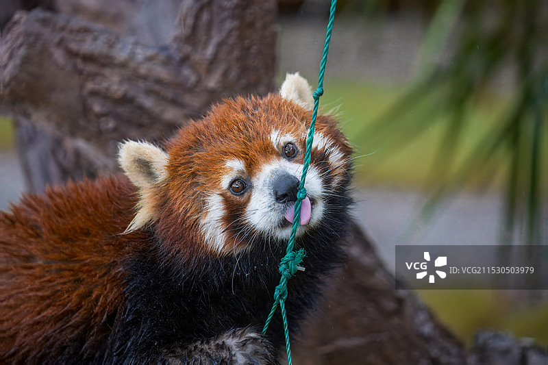 上海野生动物园小熊猫图片素材