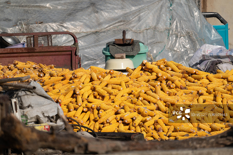 东北农村的苞米堆图片素材