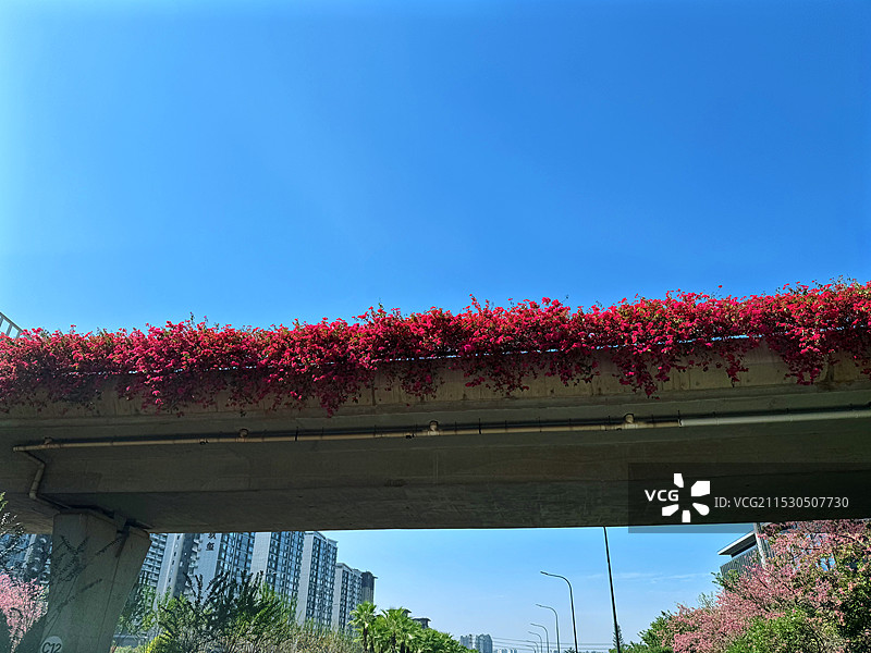 蓝天下的立交桥三角梅（广西南宁良庆区）图片素材