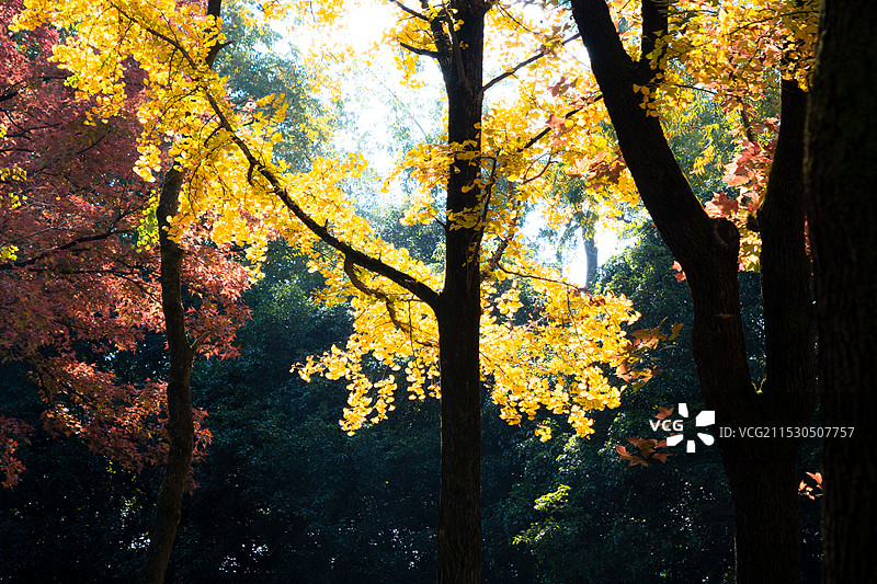 南京明孝陵石像路秋色图片素材