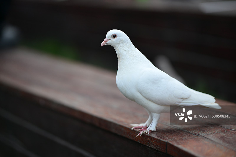 白鸽图片素材