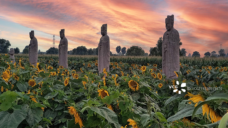 晚霞下的北宋皇陵石像生与向日葵风景图图片素材