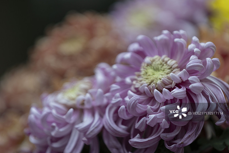 秋天菊花展花簇花卉花朵花瓣前景聚焦特写图片素材