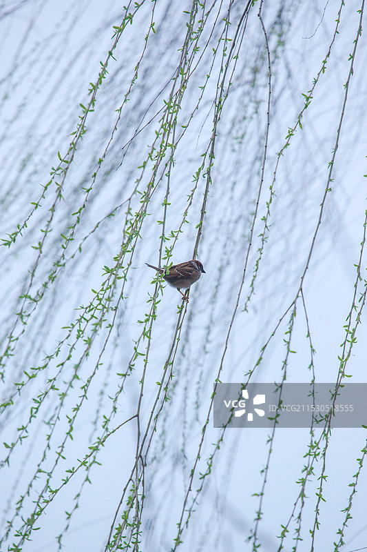 轻功叶上飘图片素材