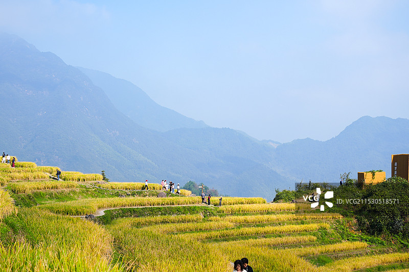 丽水 云和 梯田 水稻 稻田 秋天 九曲云环 山峰 农田 农业 乡村振兴 高山 地形 农耕小道 村落图片素材