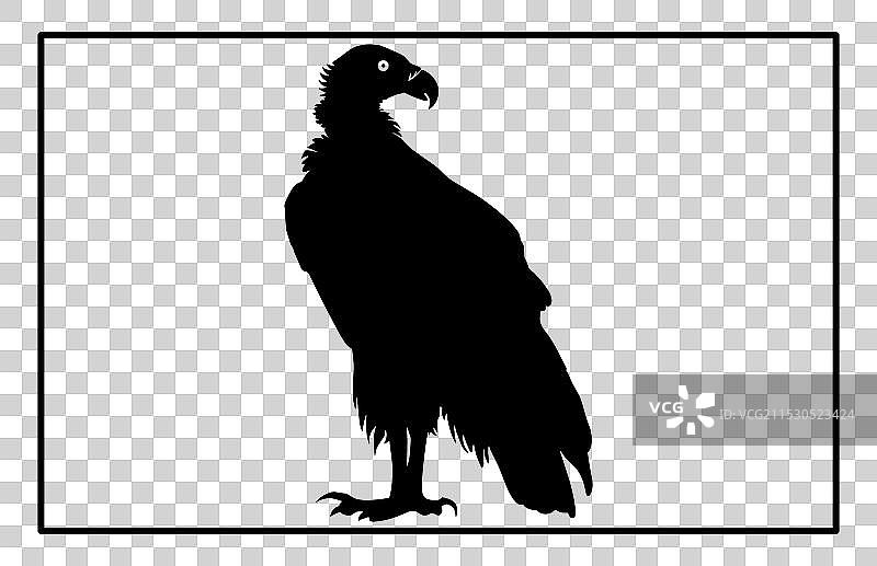 秃鹫剪影场景设计飞翔的秃鹫图片素材