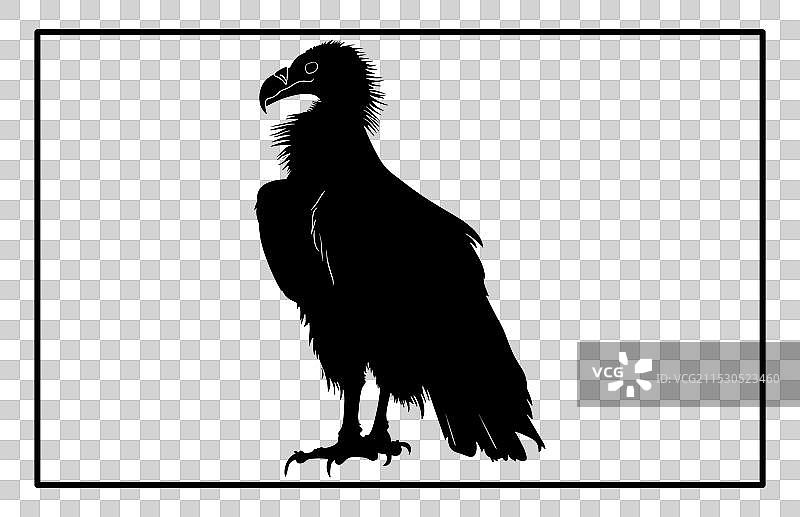 秃鹫剪影场景设计飞翔的秃鹫图片素材