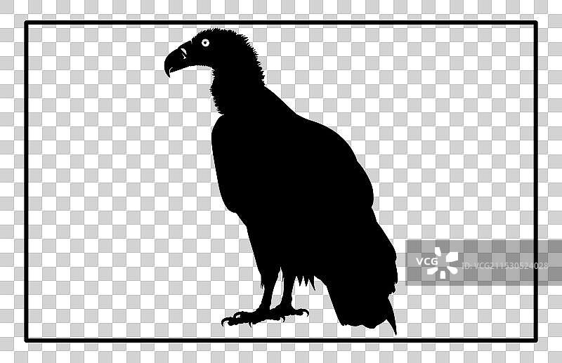 秃鹫剪影飞行设计图片素材