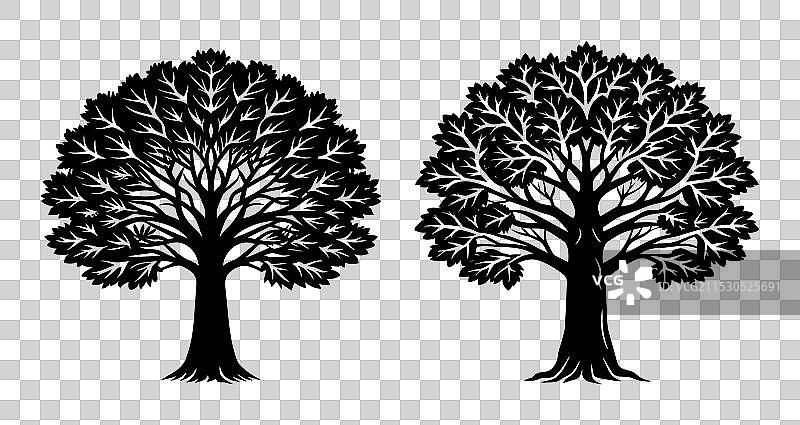 一对古树轮廓图片素材