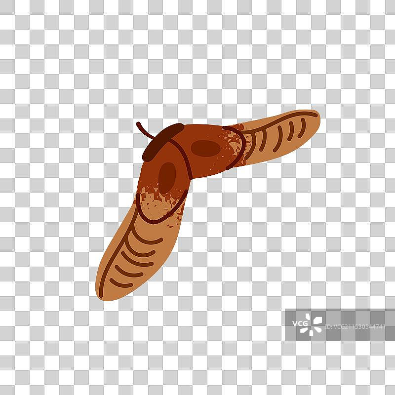 手绘风格的枫树秋季翅果图标图片素材