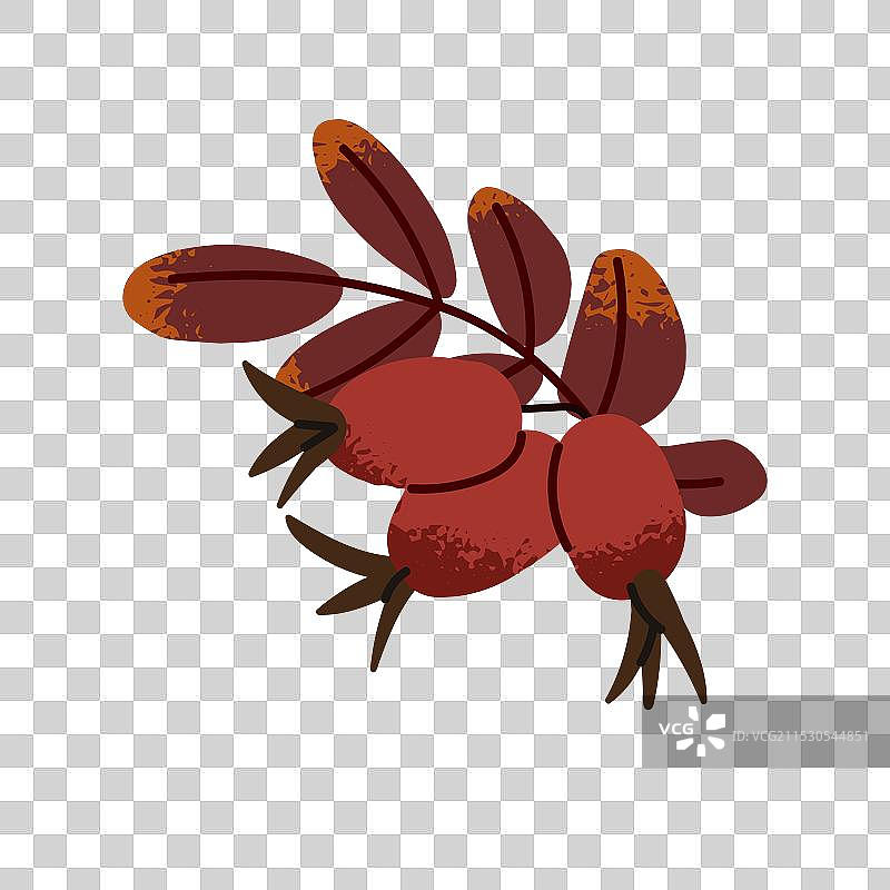 带有红色浆果的野玫瑰秋季枝条图标图片素材