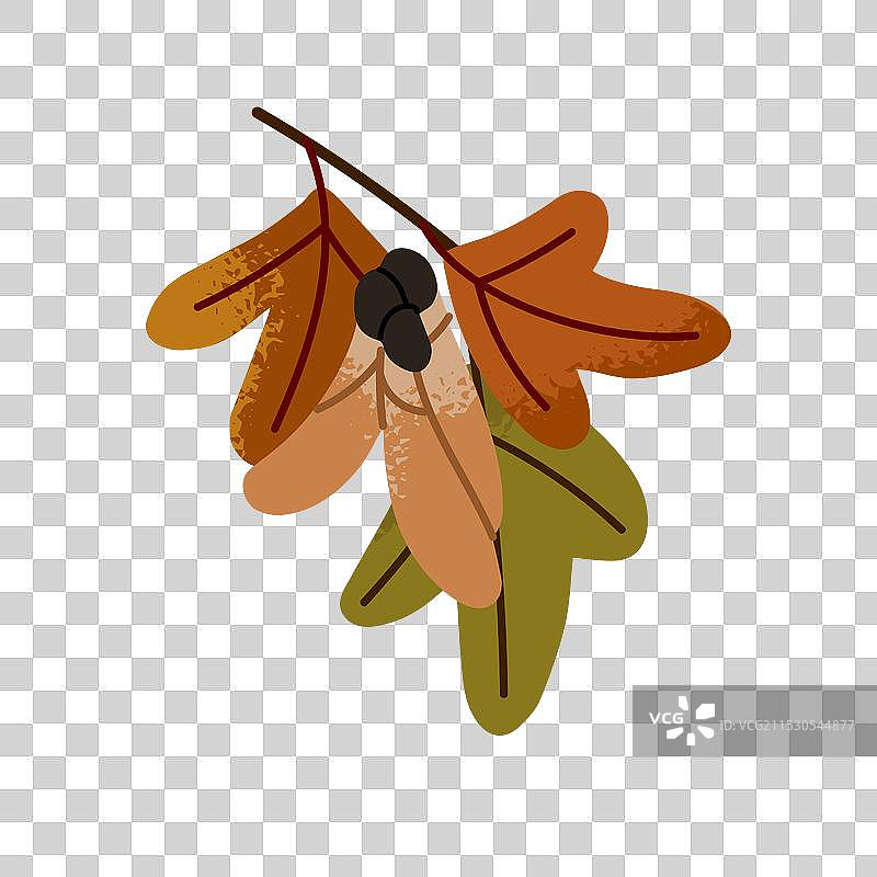 秋天的蒙彼利埃枫树枝与落叶图片素材