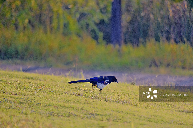 南艳湖秋景图片素材