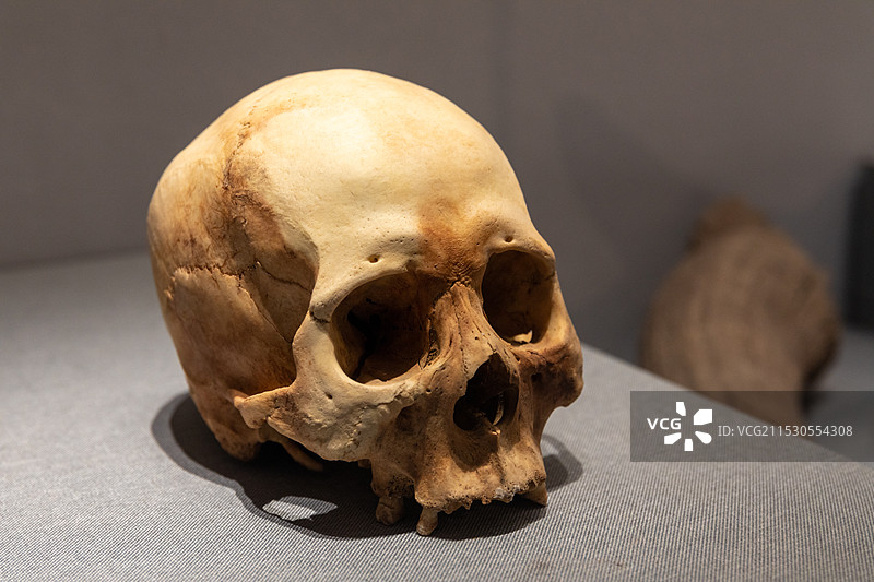 山西地质博物馆 智人(头骨) 产地:山西天镇 时代:全新世图片素材