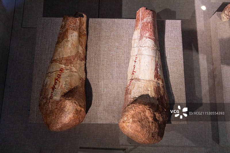 山西地质博物馆大同云冈龙 坐骨图片素材