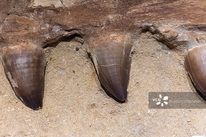 山西地质博物馆 沧龙牙齿 产地:摩洛哥时代: 自垩纪图片素材