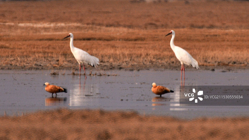 两只白鹤图片素材