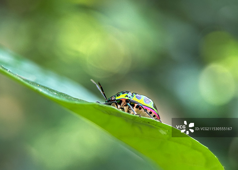 植物上的紫蓝丽盾蝽图片素材