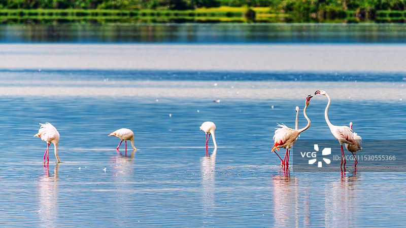 火烈鸟图片素材