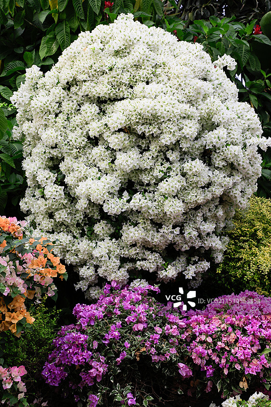 2024深圳勒杜鹃花展图片素材