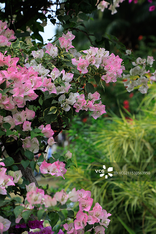 2024深圳勒杜鹃花展图片素材