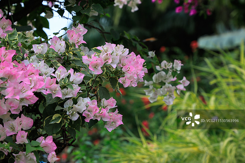 2024深圳勒杜鹃花展图片素材