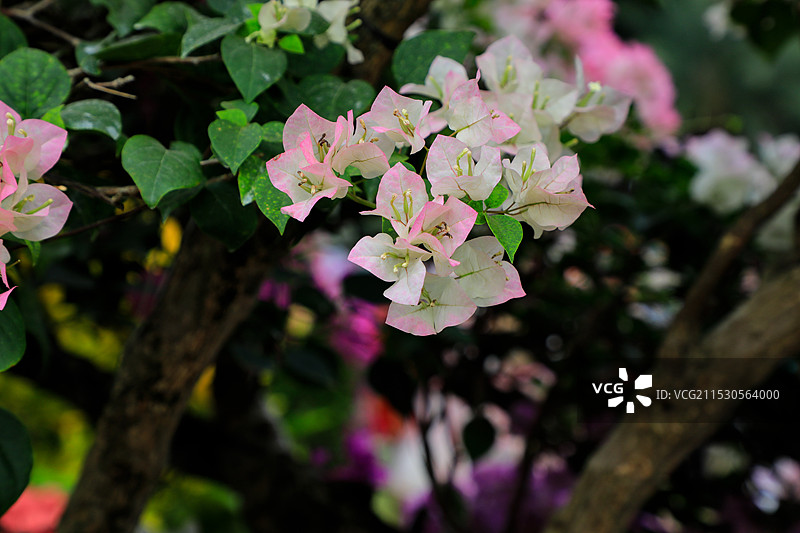 2024深圳勒杜鹃花展图片素材