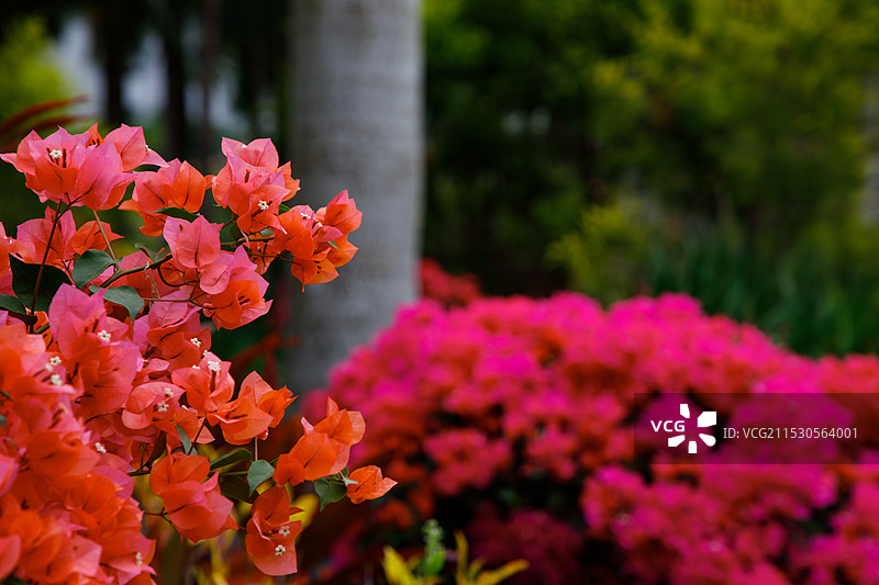 2024深圳勒杜鹃花展图片素材