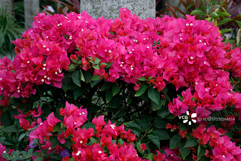 2024深圳勒杜鹃花展图片素材