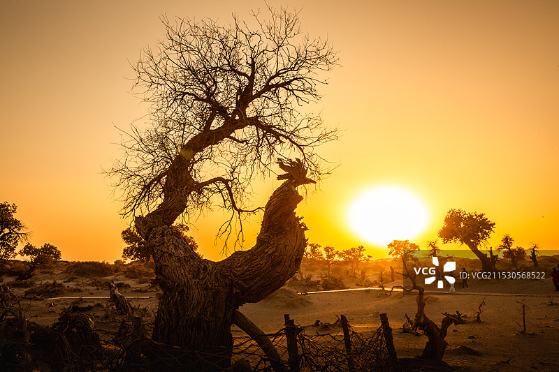 金鸡报晓图片素材