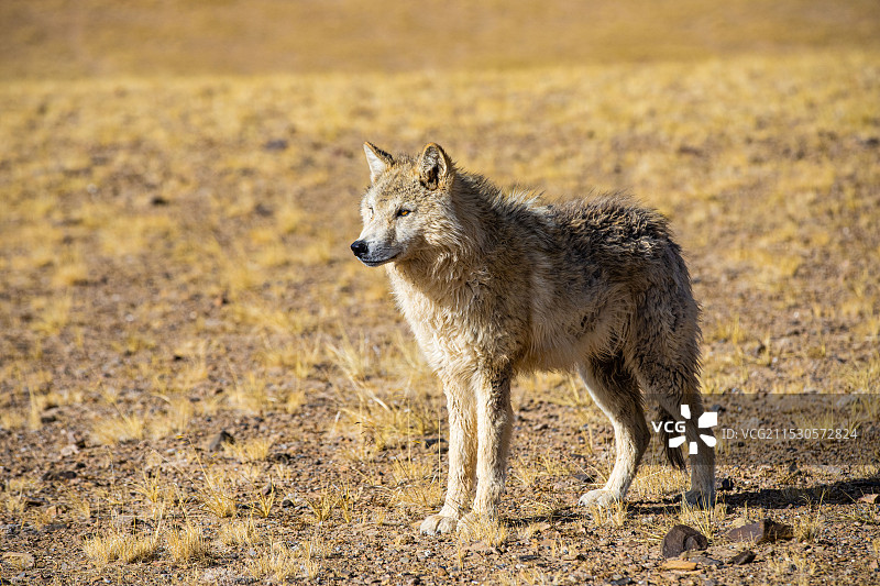 可可西里无人区的狼图片素材