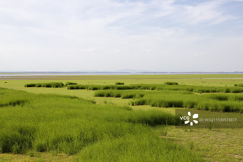 鄱阳湖大草原湖上草原景色图片素材
