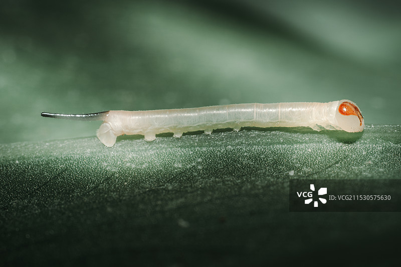 天蛾幼虫图片素材