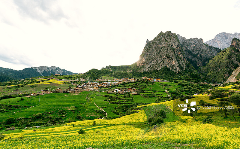 山谷中的秘境--甘肃甘南扎尕那油菜花海图片素材