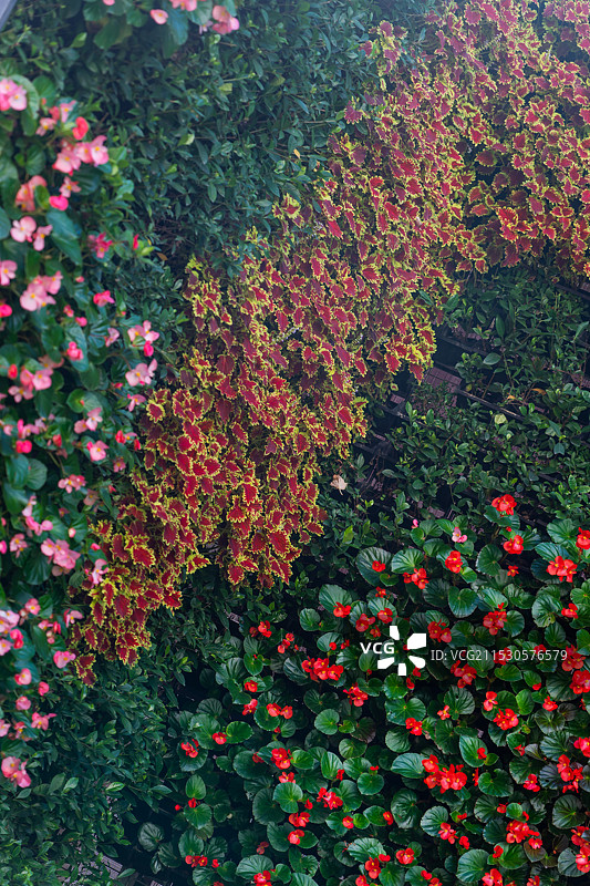 公园里装饰的花墙图片素材