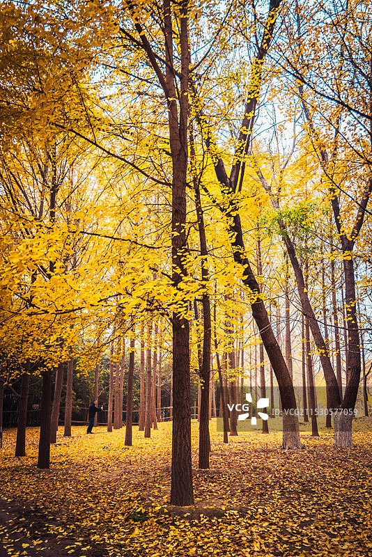 秋天银杏图片素材