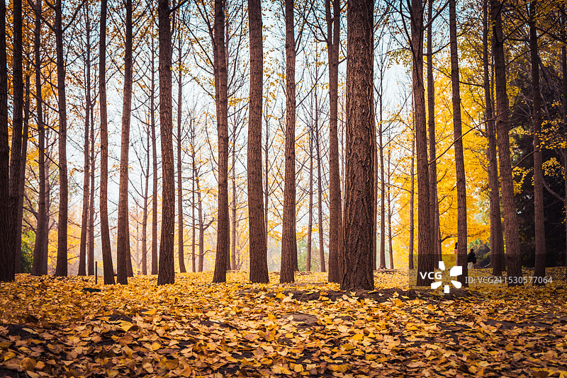 秋天银杏图片素材