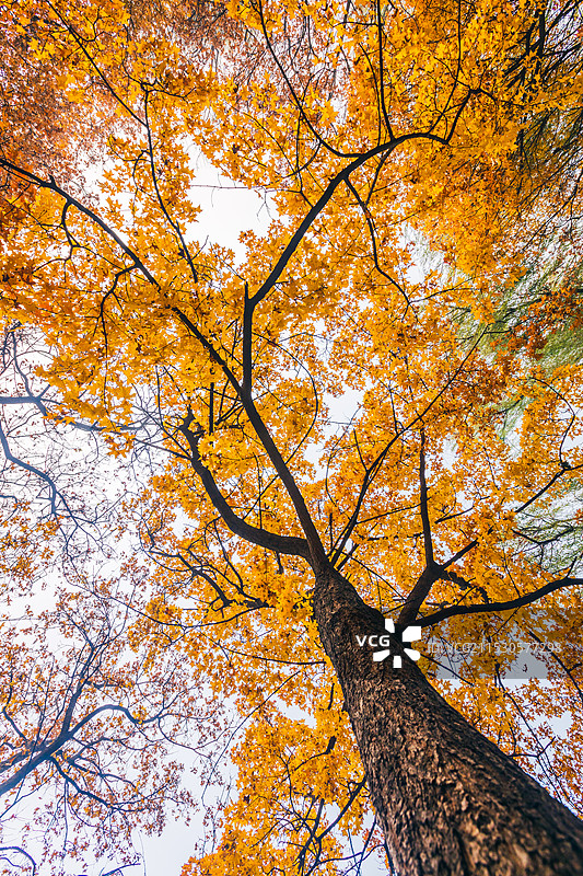 秋天金色的树图片素材