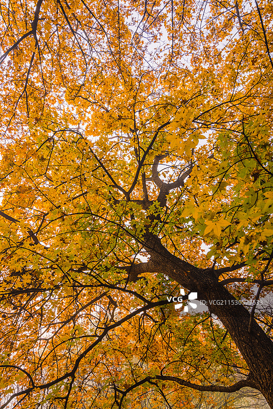 秋天金色的树图片素材